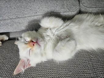 Ragdoll kocourci - 5