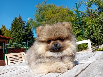 Pomeranian s PP stenata - 5