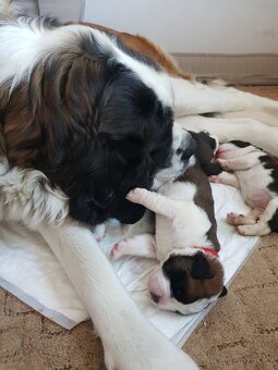 Bernardýni s PP - 5