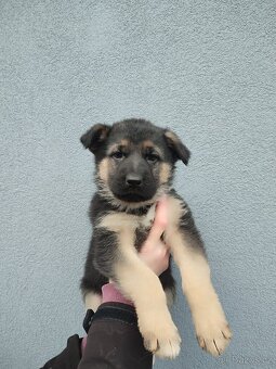 Německý ovčák štěňata - 5