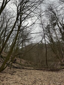 Prodám lesní pozemek v k.ú. Luka - 5