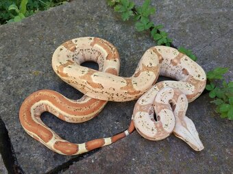 Boa imperator - Aztec Anery het VPI, VPI Jungle Aztec - 5