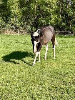 DOUBLE Homozygot Paint Horse APH - 5
