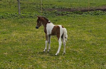 Letošní TOP hřebeček minihorse - MIEL Y - 5