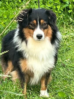 Miniaturní americký ovčák-  s PP v barvě blue merle - 5