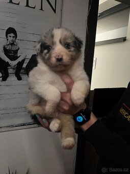 Australský ovčák bez PP - 5