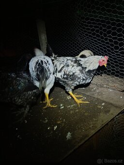 Kohouti hedvábnička Green Shell - 5