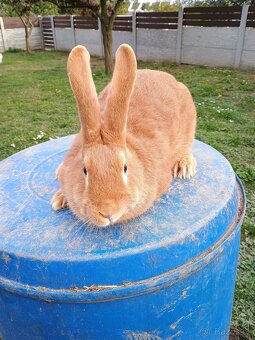 Prodám Burgundské králíky - 5