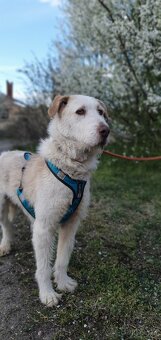 Krásná fenka k adopci - 5