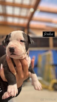 Americký stafordšírský Teriér, Staford, Amstaff, AST - 5