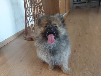 Špic, nemecký špic , Pomeranian - 5