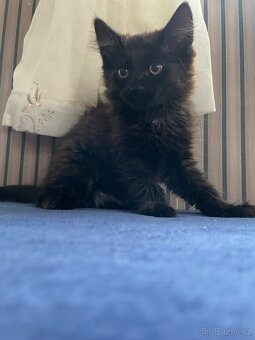 Mainska mývalí X ragdoll - 5