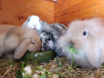 Zakrslí králíčci, lvíček, minilop - 5