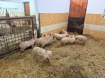 sele přeštické - 5