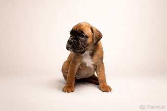 Nemecký boxer - predaj šteniatok - 5