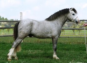 Valach Welsh mountain pony - 5