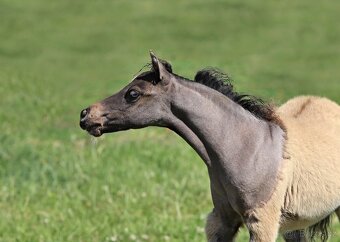 Letošní hřebeček minihorse - MOCCACCINO - 5
