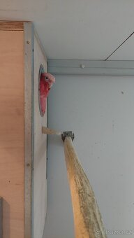 Chovná kakadu růžový Lutino 0,1 2018 - 5
