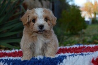 Havanský psík s PP - 5