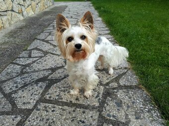 Biewer jorkšírský teriér krytí, připuštění - 5