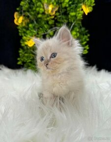 Sibiřská kočka - Něvská maškaráda s PP - kocourek Arthas - 5