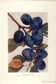 Stará pomologická literatura - ovocné odrůdy - 5