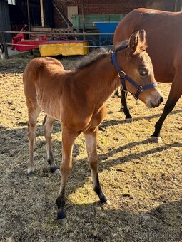 Kobylka Quarter Horse (AQH, QH) - 5