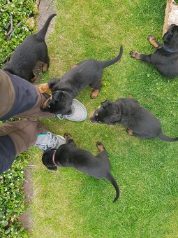 Štěňátko, štěňátka plemena Beauceron (Berger de Beauce) - 5