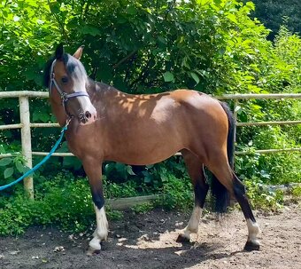 Welsh Pony A - 5