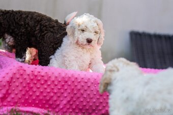 Lagotto romagnolo s PP FCI - 5