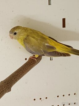 Neoféma tyrkysová - 5