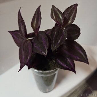 Tradescantia Zebrina tmavá - 5