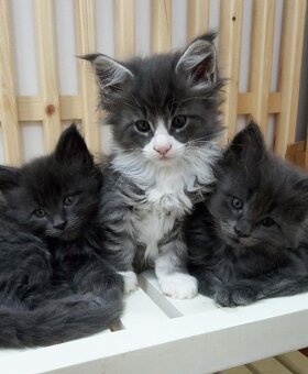 Mainská mývalí, koťata - 5