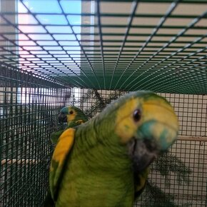 Papoušci - chovné páry - 5