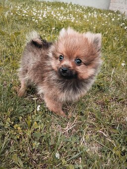 Pomeranian bez pp - 5