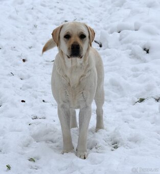 Labradorský retriever s PP - 5