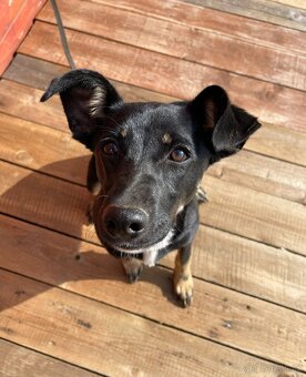 LESSI - štěně, fenečka 5 měsíců - 5