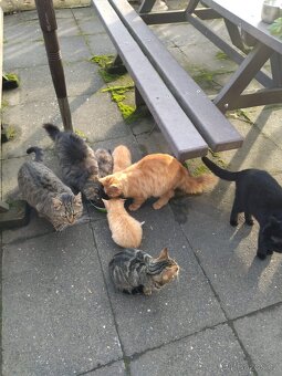 Daruji koťátka - 5