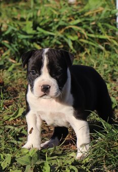 Americký stafordšírský teriér s PP fenka 2 - 5