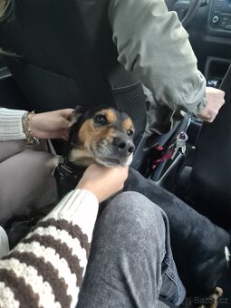 Štěňátko fenečka kříženec border kolie - 5