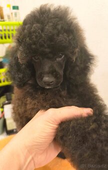 Pudl trpasličí s PP - 5