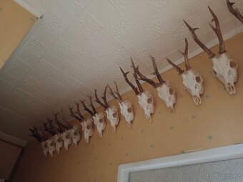 Lovecké trofeje - 5