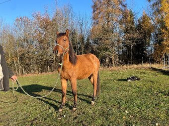 Hřebec/valach ČSP Pony dvouletý červený plavák - 5