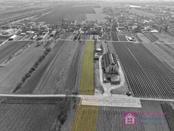 Prodej vinice v Rakvicích - 5