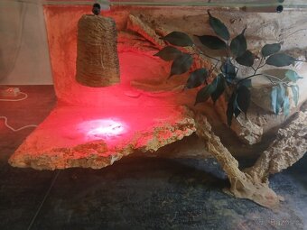 Terarium - 5