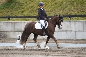 Welšký sportovní pony - 5