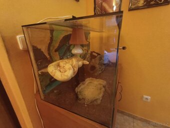 Boa constrictor- Hroznýš královský+terárium - 5