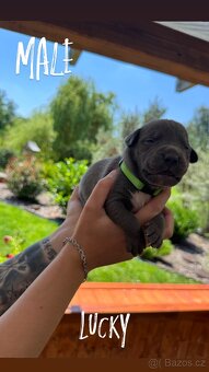 American bully xl s PP- rezervace štěňátek - 5