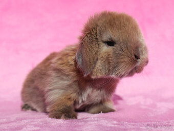 Zakrslí beránci s VP . Samičky . - 5