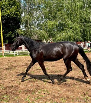 klisny čt  vrané - 5